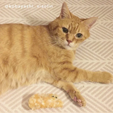 GINGER CAT HAIR CLIP