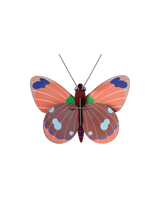 Small Insects - Delias Butterfly