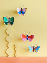 Small Insects - Gold Rim Butterfly