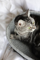 Taya Living Flatpeach Cat Basket