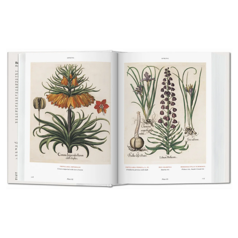 Basilius Besler Florilegium The Book of Plants