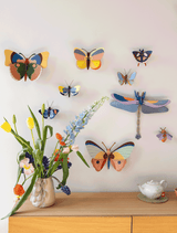 Cattleheart Butterfly