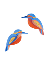 Kingfishers