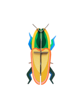 Madagascar Beetle