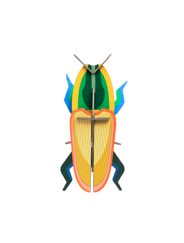 Madagascar Beetle