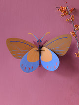 Ochre Costa Butterfly