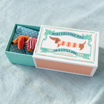 Mini sausage dog in a little box