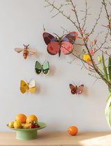 Small Insects - Delias Butterfly