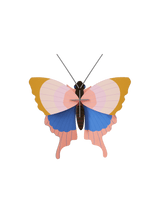 Small Insects - Gold Rim Butterfly