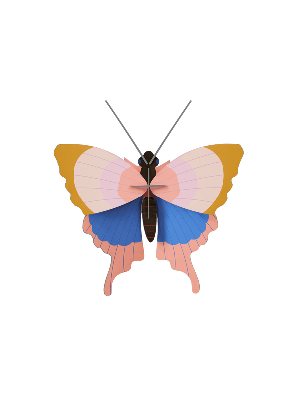 Small Insects - Gold Rim Butterfly