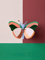 Medium Insects - Sycamore Butterfly