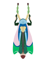 Sakura Beetle