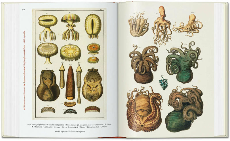 Seba Cabinet of Natural Curiosities 40th Ed