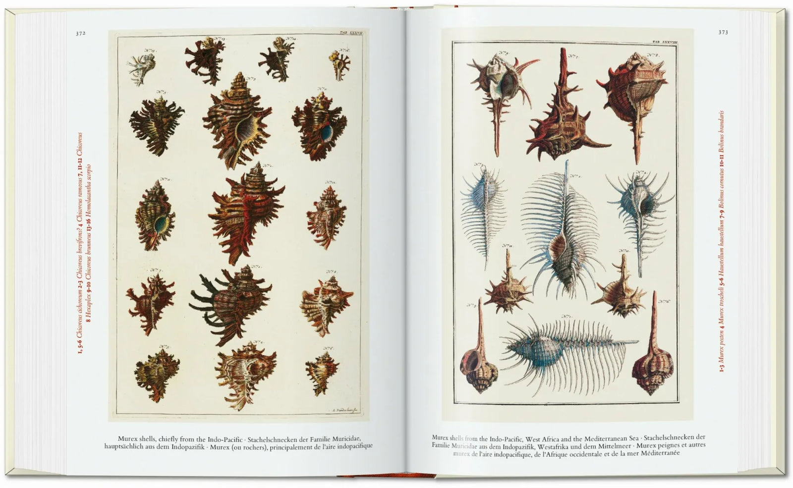 Seba Cabinet of Natural Curiosities 40th Ed – ANOTHER STORY